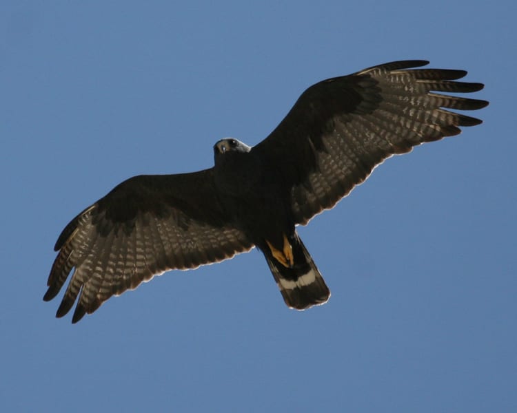 http://www.birdspix.com/wp-content/uploads/2011/04/Zone-tailed-Hawk-309-cr.jpg