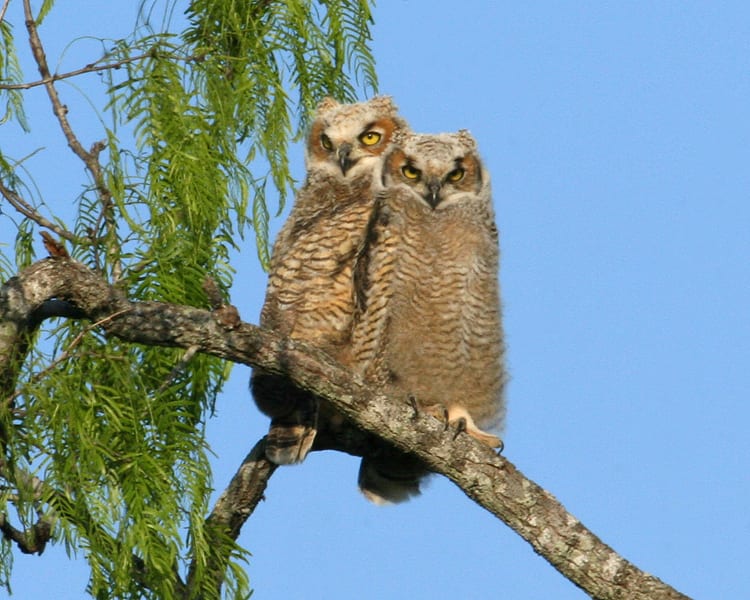 Great Horned Owlets 101 | Birdspix