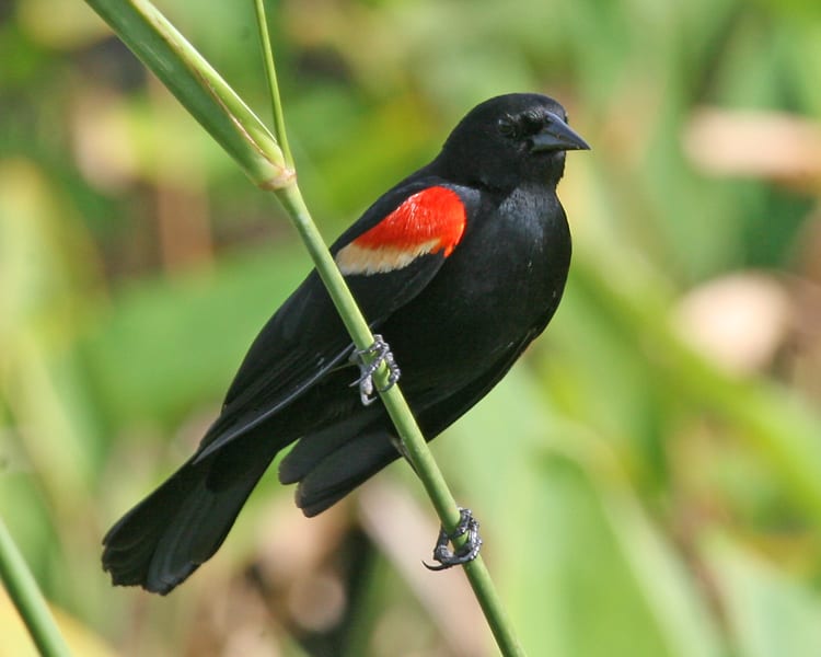 Red-winged-Blackbird-006-cr.jpg