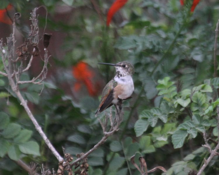 Allen's Hummingbird - female