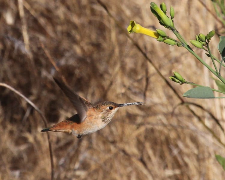 Allen's Hummingbird - young male