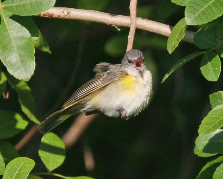 American Redstart female