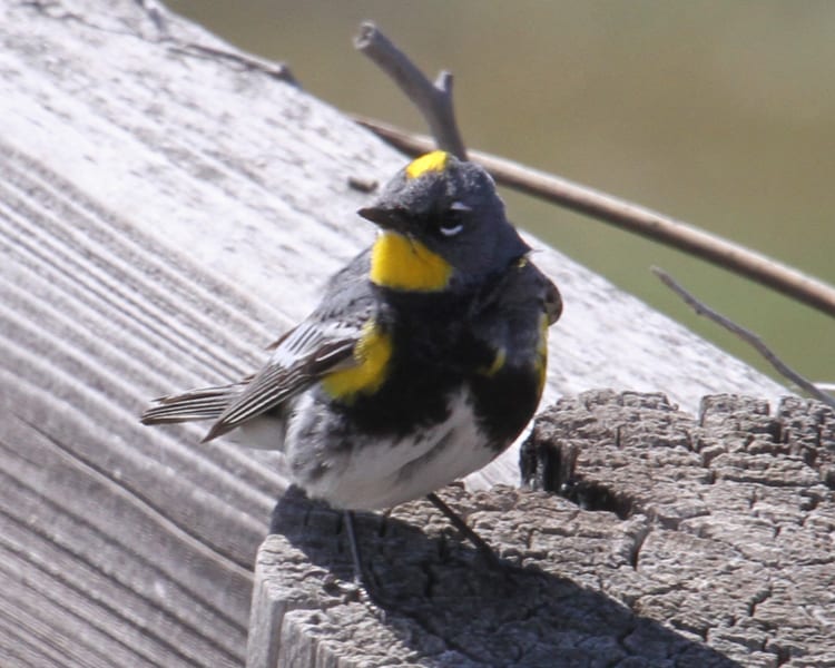 Yellow-rumped Warbler - Audubon's race