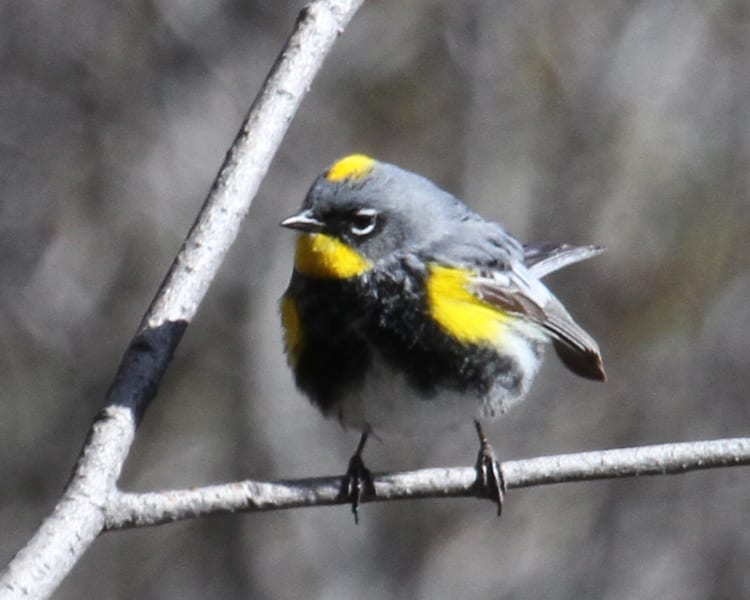 Yellow-rumped Warbler - Audubon's race