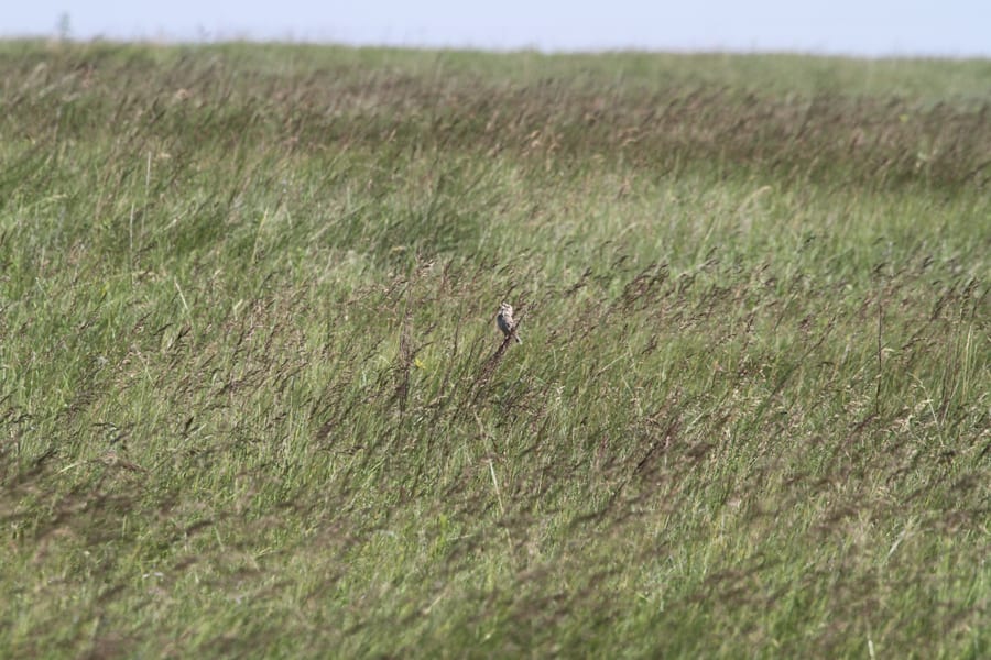Baird's Sparrow habitat