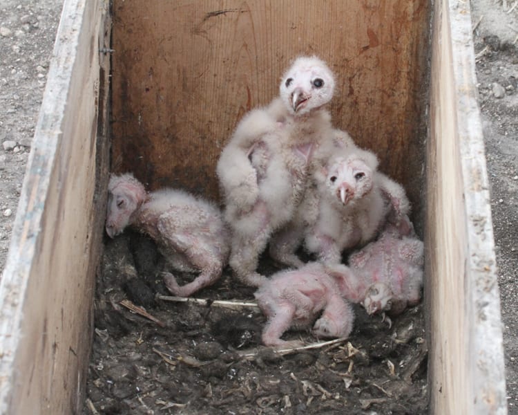 Barn Owl - recent hatchlings