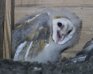 Barn Owl - chick