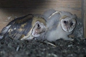 Barn Owl - adult with chick