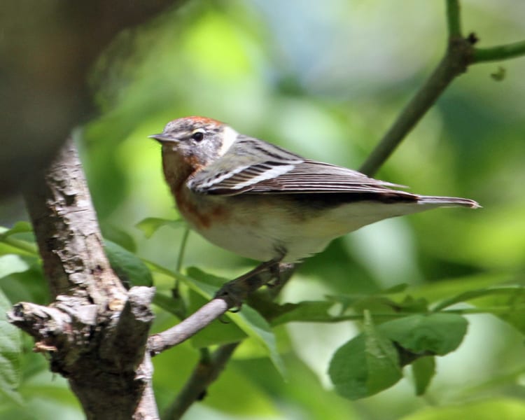 Bay-breasted Warbler - female