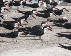Black Skimmer - flock