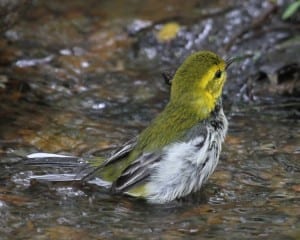 Black-throated Green Warbler - female