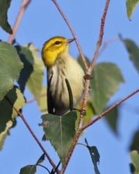 Black-throated Green Warbler - first fall