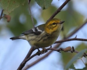 Black-throated Green Warbler - first fall
