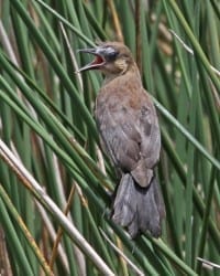 Boat-tailed Grackle fledgling