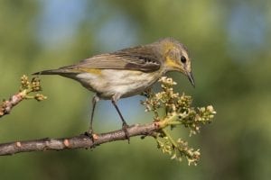 Cape May Warbler - female