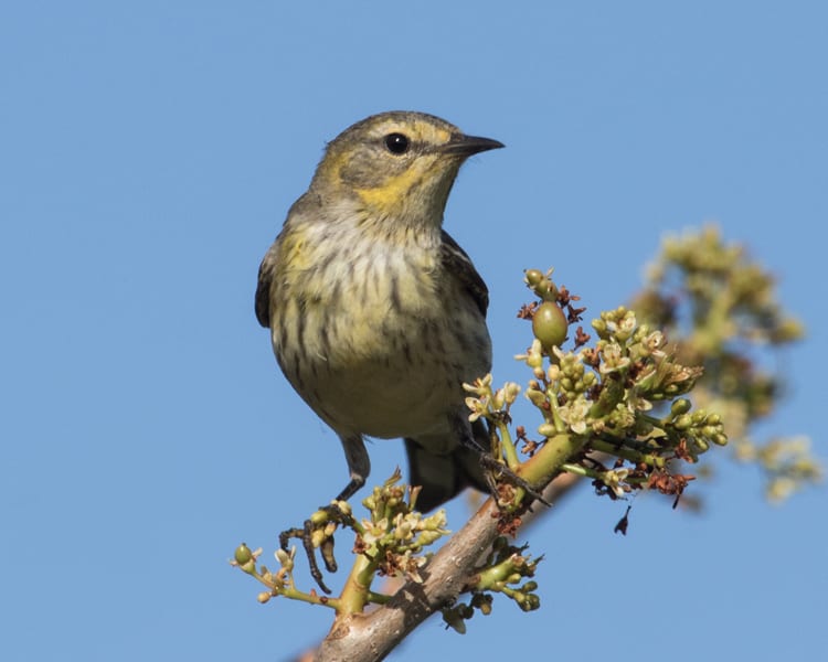 Cape May Warbler - female