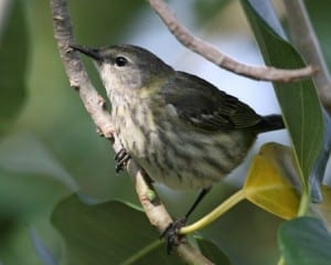 Cape May Warbler female