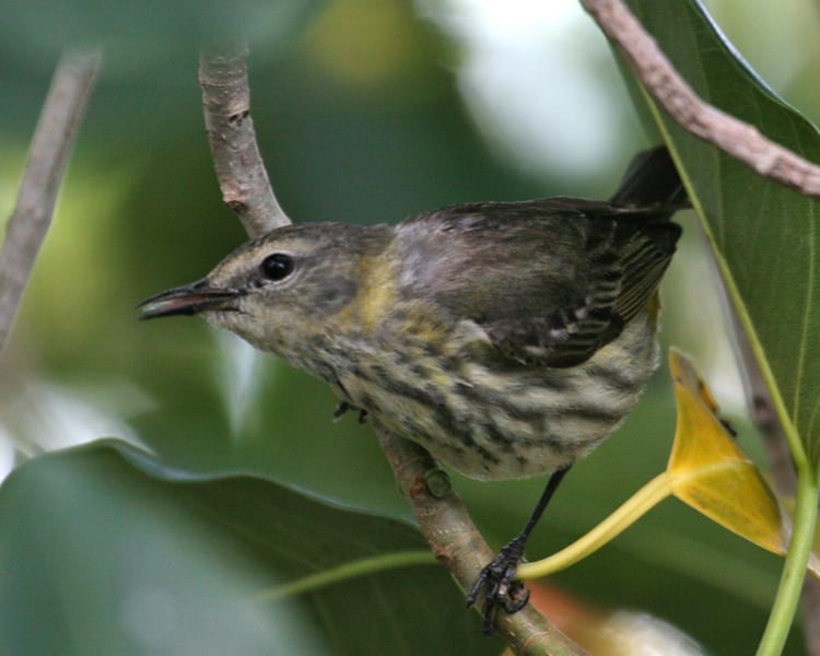 Cape May Warbler female