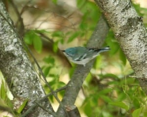 Cerulean Warbler - female