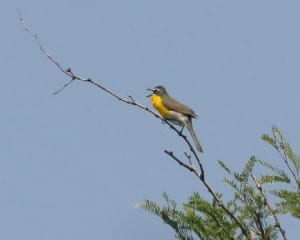 Yellow-breasted Chat singing