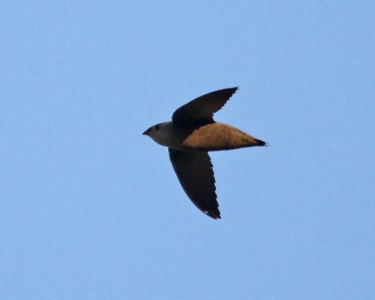 Chimney Swift in flight