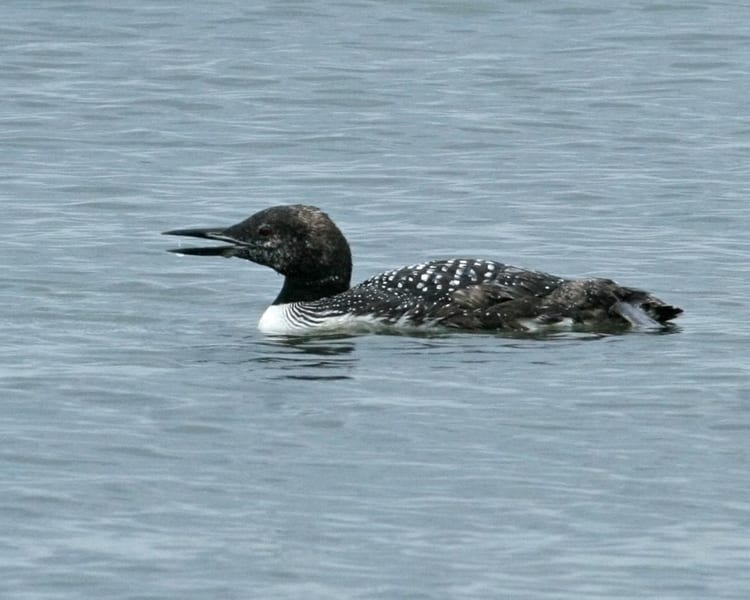Common Loon - molting end of summer adult