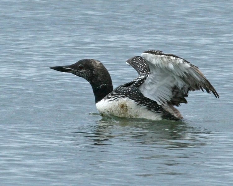 Common Loon - molting end of summer adult