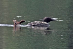 Common Loon & chick