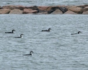 Common Loon - basic plumage group of five