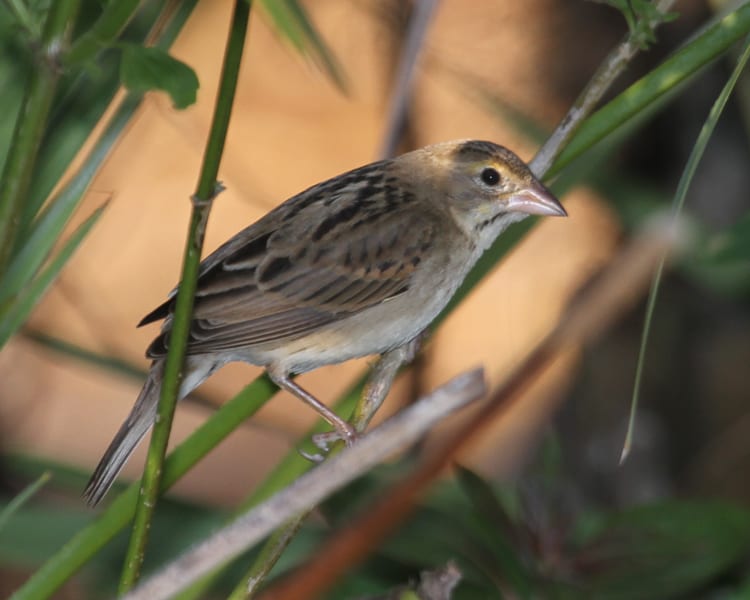 Dickcissel - first-year female