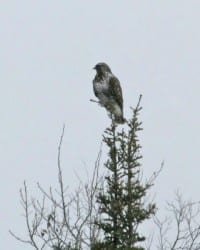 Rough-legged-Hawk perched