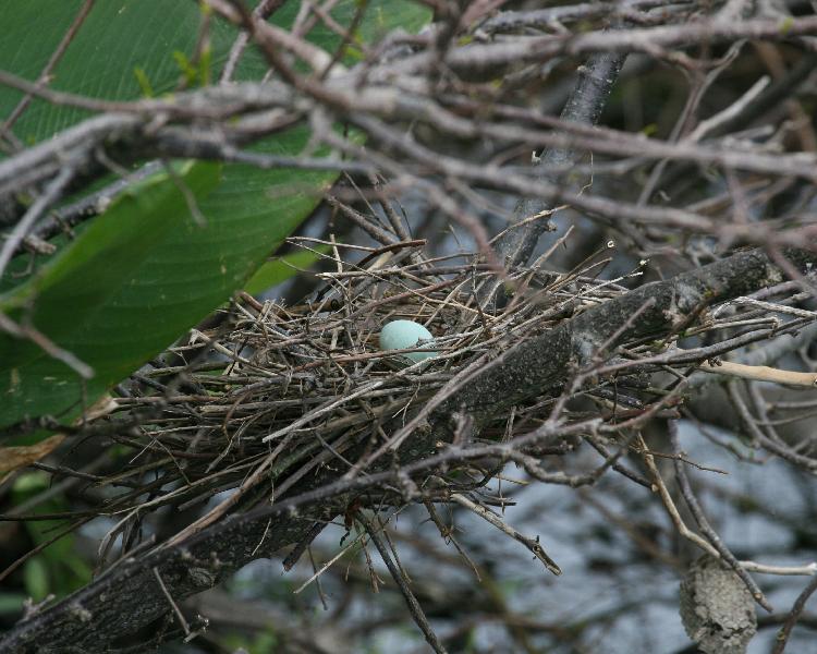 Green Heron nest with egg