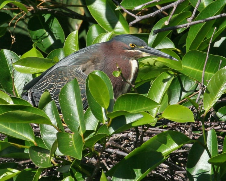 Green Heron on nest