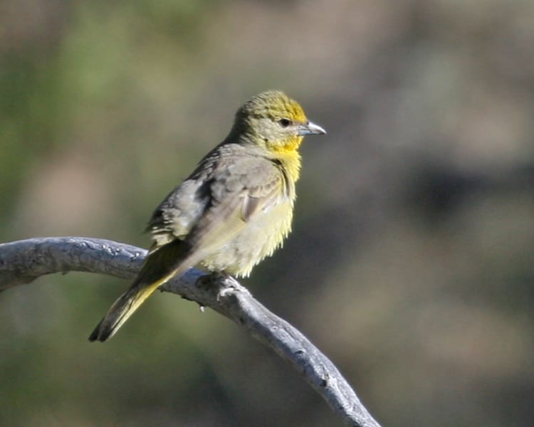 Hepatic Tanager - female