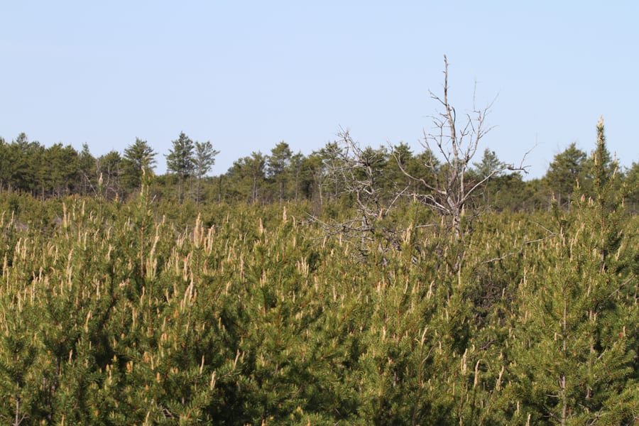Kirtland's Warbler - jack pine habitat