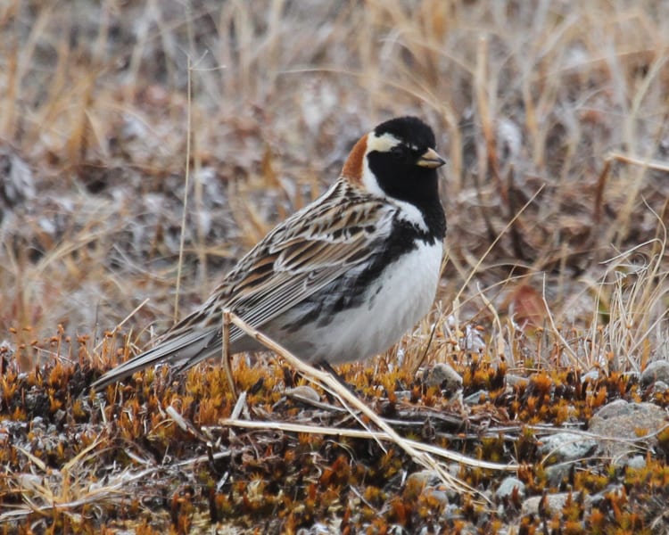 Lapland Longspur - alternate plumage