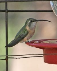 Lucifer-Hummingbird - female