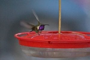 Lucifer-Hummingbird