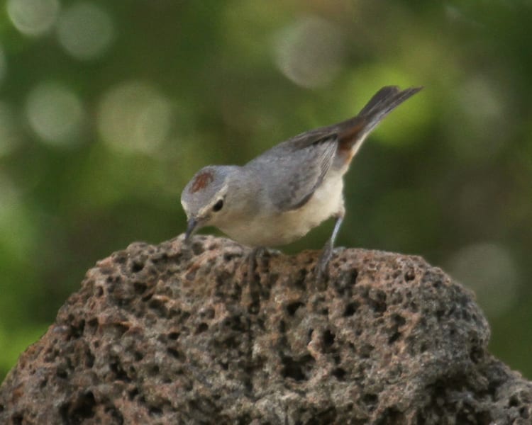 Lucy's Warbler