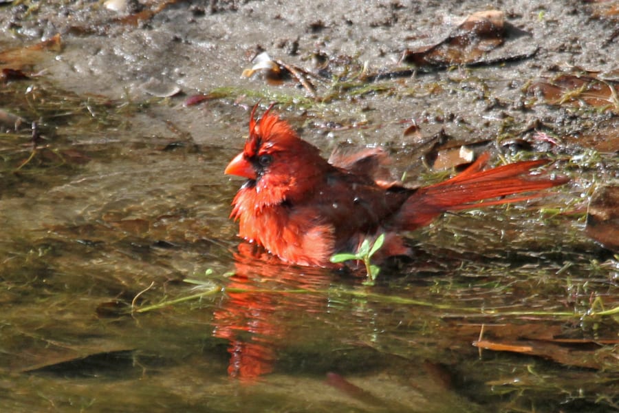 Northern Cardinal bathing