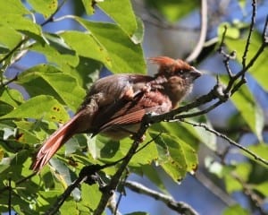 Northern Cardinal juvenile