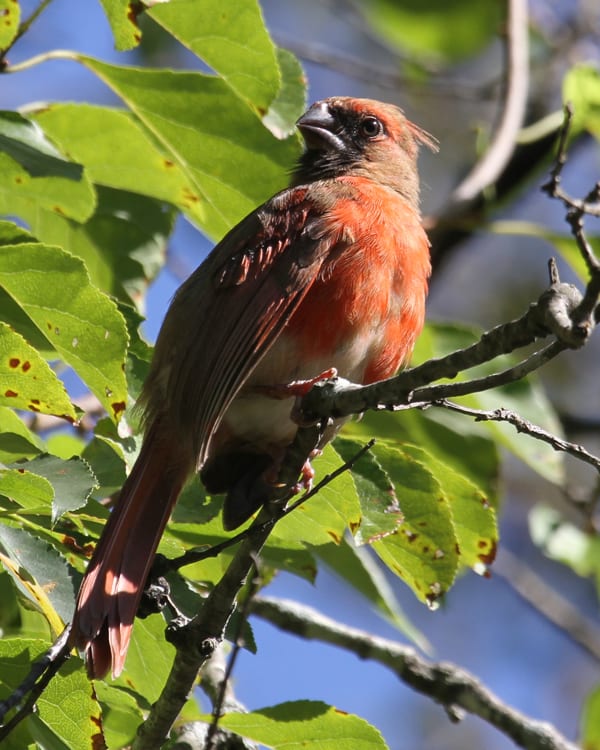 Northern Cardinal juvenile