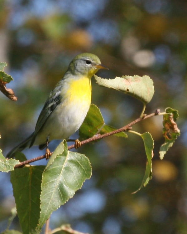 Northern Parula - first fall female