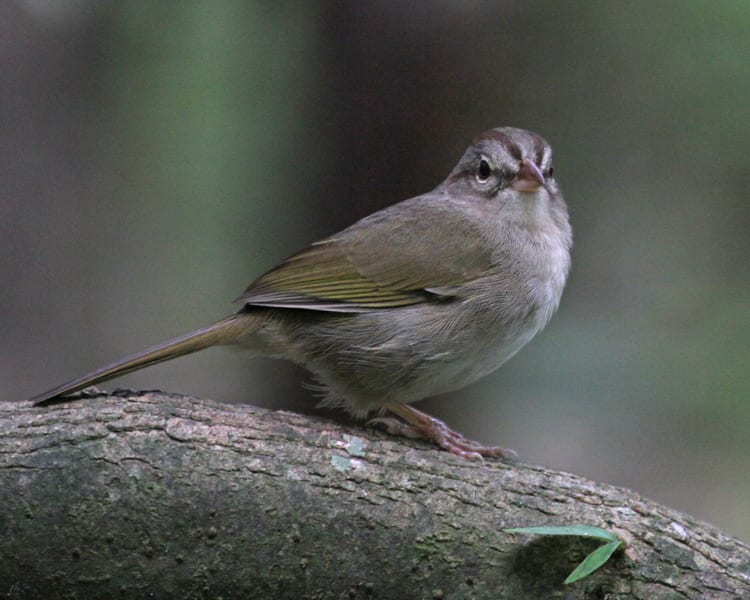 Olive Sparrow 4857