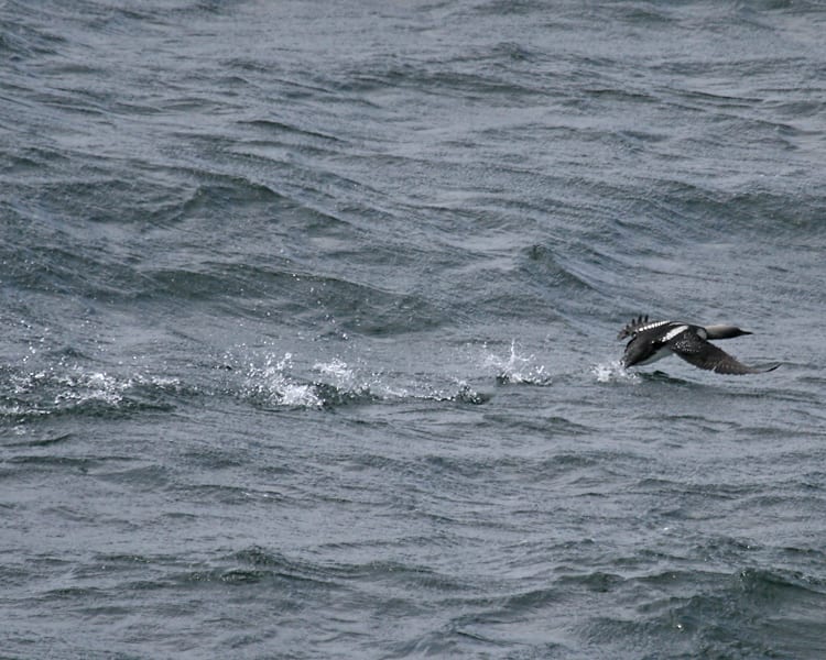 Pacific Loon - taking off with running start