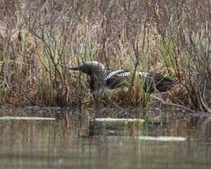 Pacific Loon - female on nest