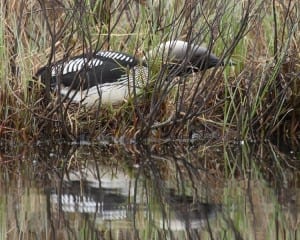 Pacific Loon - female on nest