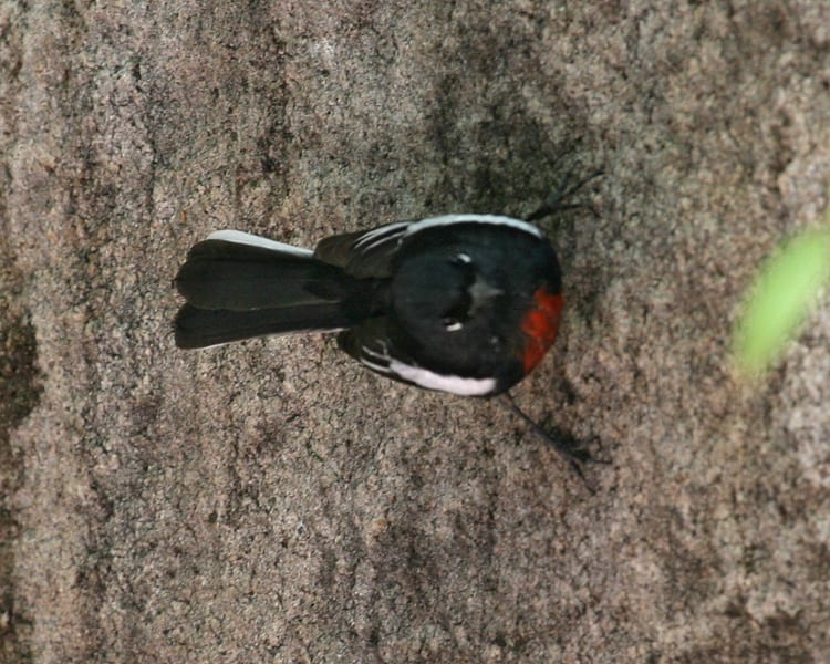 Painted Redstart