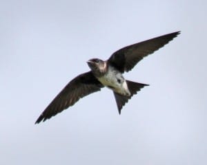 Purple Martin - female in flight