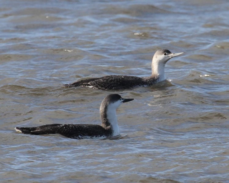 Red-thoated Loons